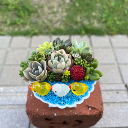 ★送料無料★♡そのまま飾れる♡仲良しアヒルちゃん♬可愛い多肉植物寄せ植え╰(*´︶`*)╯♡ 5枚目の画像