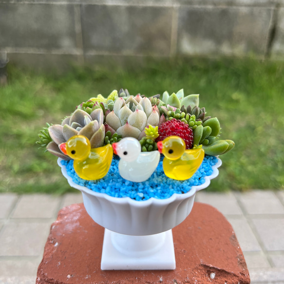 ★送料無料★♡そのまま飾れる♡仲良しアヒルちゃん♬可愛い多肉植物寄せ植え╰(*´︶`*)╯♡ 4枚目の画像