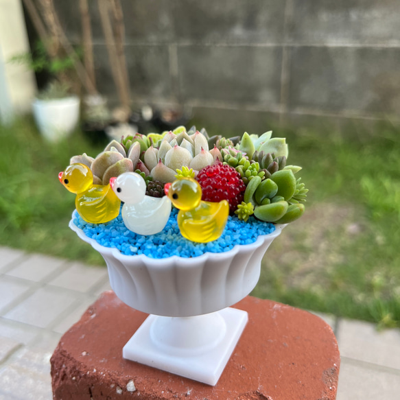 ★送料無料★♡そのまま飾れる♡仲良しアヒルちゃん♬可愛い多肉植物寄せ植え╰(*´︶`*)╯♡ 3枚目の画像
