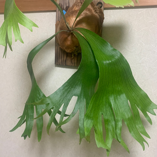 ビカクシダ　コロナリウム　板付け ビカクシダ (コロナリウム×ビフルカツム)の板付け 多肉植物 キコリ