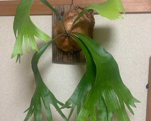 ビカクシダ (コロナリウム×ビフルカツム)の板付け 多肉植物 キコリ