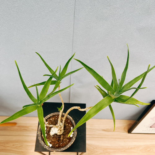 現品］【希少】アロエ テヌイオール 青々錦 観葉植物 レア おしゃれ