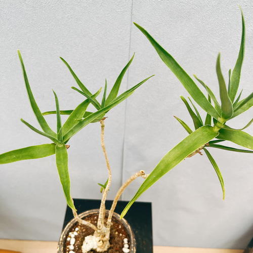 現品］【希少】アロエ テヌイオール 青々錦 観葉植物 レア おしゃれ