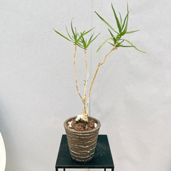 現品］☆初出品☆ 1番 キンコウボク 6号 観葉植物 屋外 珍しい