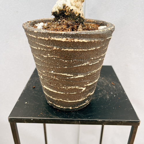 現品］【希少】アロエ テヌイオール 青々錦 観葉植物 レア おしゃれ