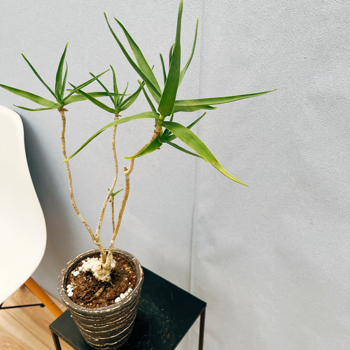 現品］【希少】アロエ テヌイオール 青々錦 観葉植物 レア おしゃれ
