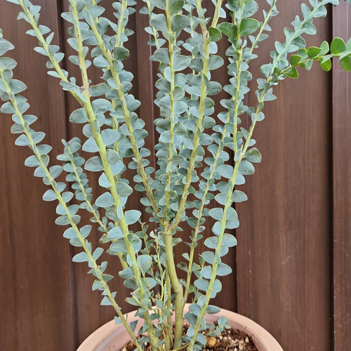 サンカクバアカシア 三角葉アカシア テラコッタ鉢植え 苗 ドライ