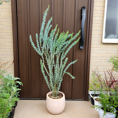 サンカクバアカシア 三角葉アカシア テラコッタ鉢植え 苗ミモザ