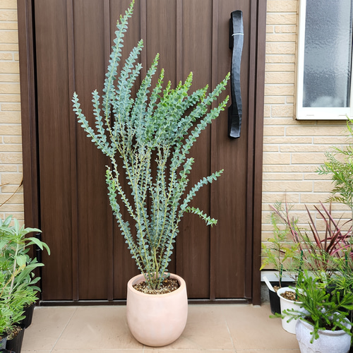 サンカクバアカシア　三角葉アカシア　テラコッタ鉢植え　苗ミモザ　ウェルカムツリー サンカクバアカシア 三角葉アカシア テラコッタ鉢植え 苗 ドライ