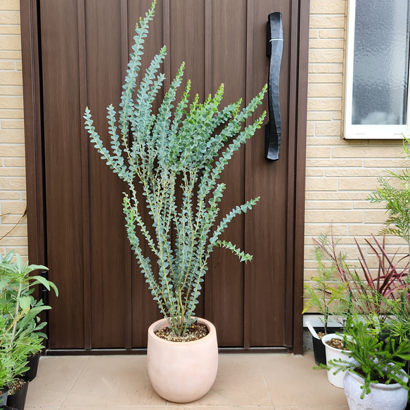 サンカクバアカシア　三角葉アカシア　テラコッタ鉢植え　苗ミモザ　ウェルカムツリー サンカクバアカシア 三角葉アカシア テラコッタ鉢植え 苗ミモザ