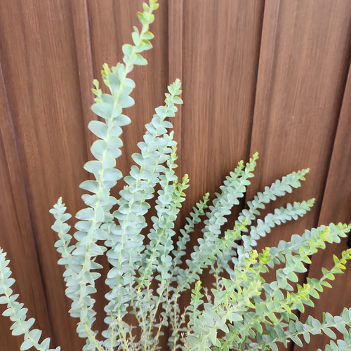 サンカクバアカシア 三角葉アカシア テラコッタ鉢植え 苗 ドライ