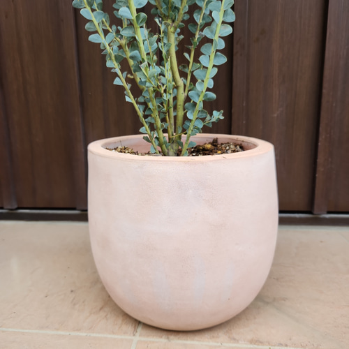 サンカクバアカシア 三角葉アカシア テラコッタ鉢植え 苗 ドライ