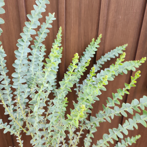 サンカクバアカシア　三角葉アカシア　テラコッタ鉢植え　苗ミモザ　ウェルカムツリー サンカクバアカシア 三角葉アカシア テラコッタ鉢植え 苗ミモザ