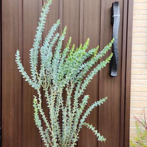 サンカクバアカシア　三角葉アカシア　テラコッタ鉢植え　苗ミモザ　ウェルカムツリー サンカクバアカシア 三角葉アカシア テラコッタ鉢植え 苗 ドライ