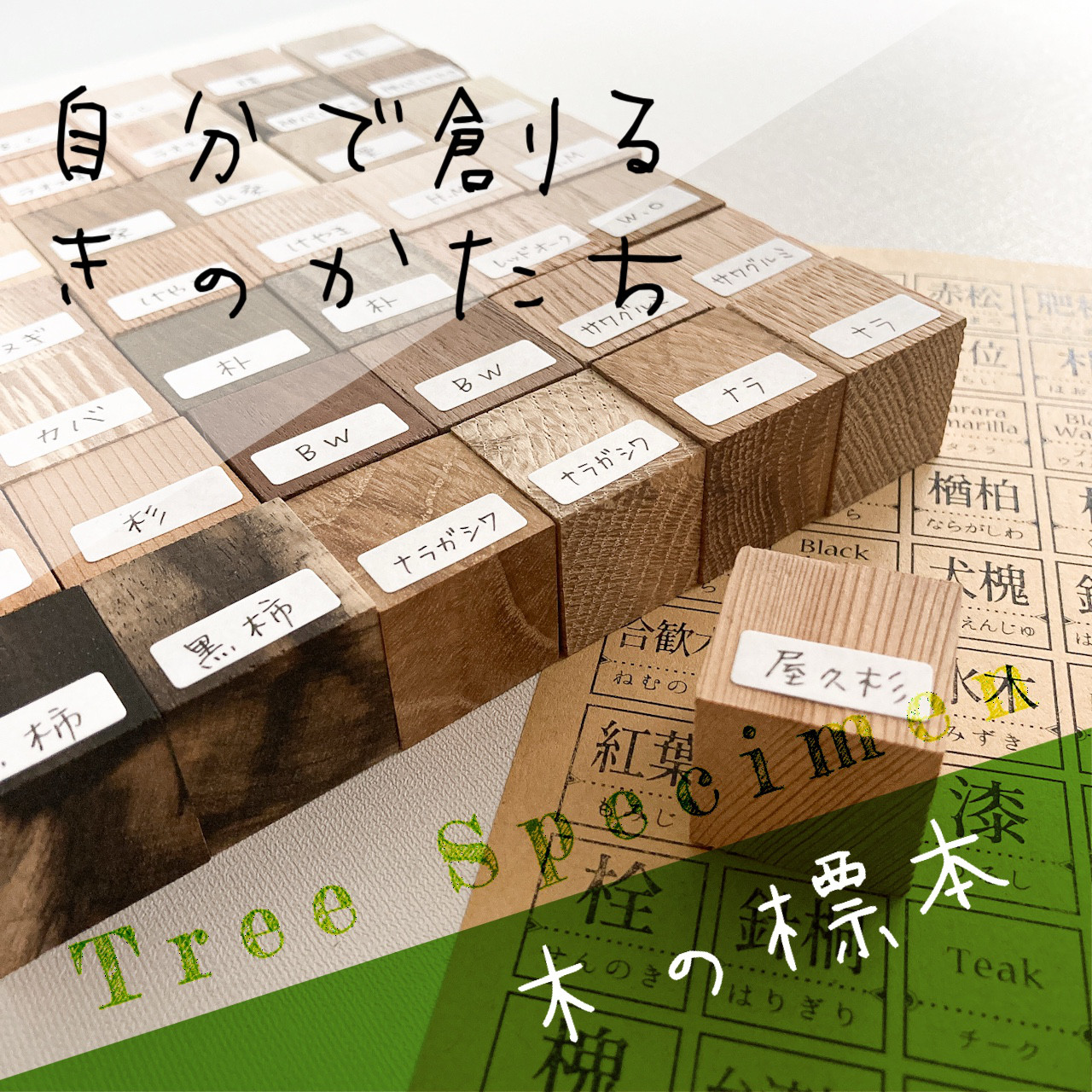 ◍木材：JK1「自分で創るきのかたち／木樹色色cube48」┃世界の樹の標本 Tree Specimen wood