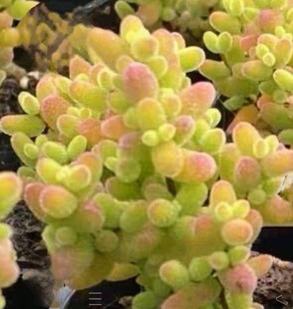 ドロサンテマム キラキラ 蜜橘 多肉植物 グリーンライフスペース 通販