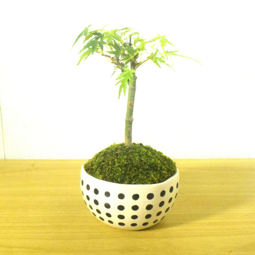 POTOCO 長谷川モミジ 紅葉 陶器鉢 盆栽 かわいい モノクロ ドット 鉢