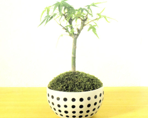 POTOCO 長谷川モミジ 紅葉 陶器鉢 盆栽 かわいい モノクロ ドット 鉢