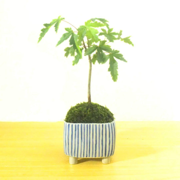 POTOCO モミジ 紅葉 陶器鉢 盆栽 かわいい 脚付き ストライプ 鉢