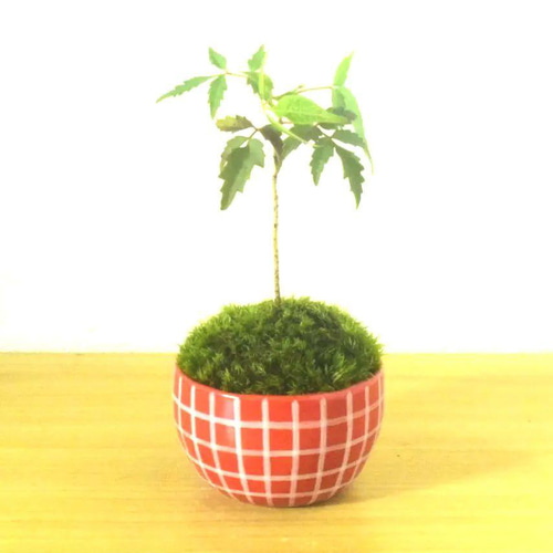 盆栽 『ハゼ』 紅葉 櫨（ハゼ）の魅力｜キミのミニ盆栽びより