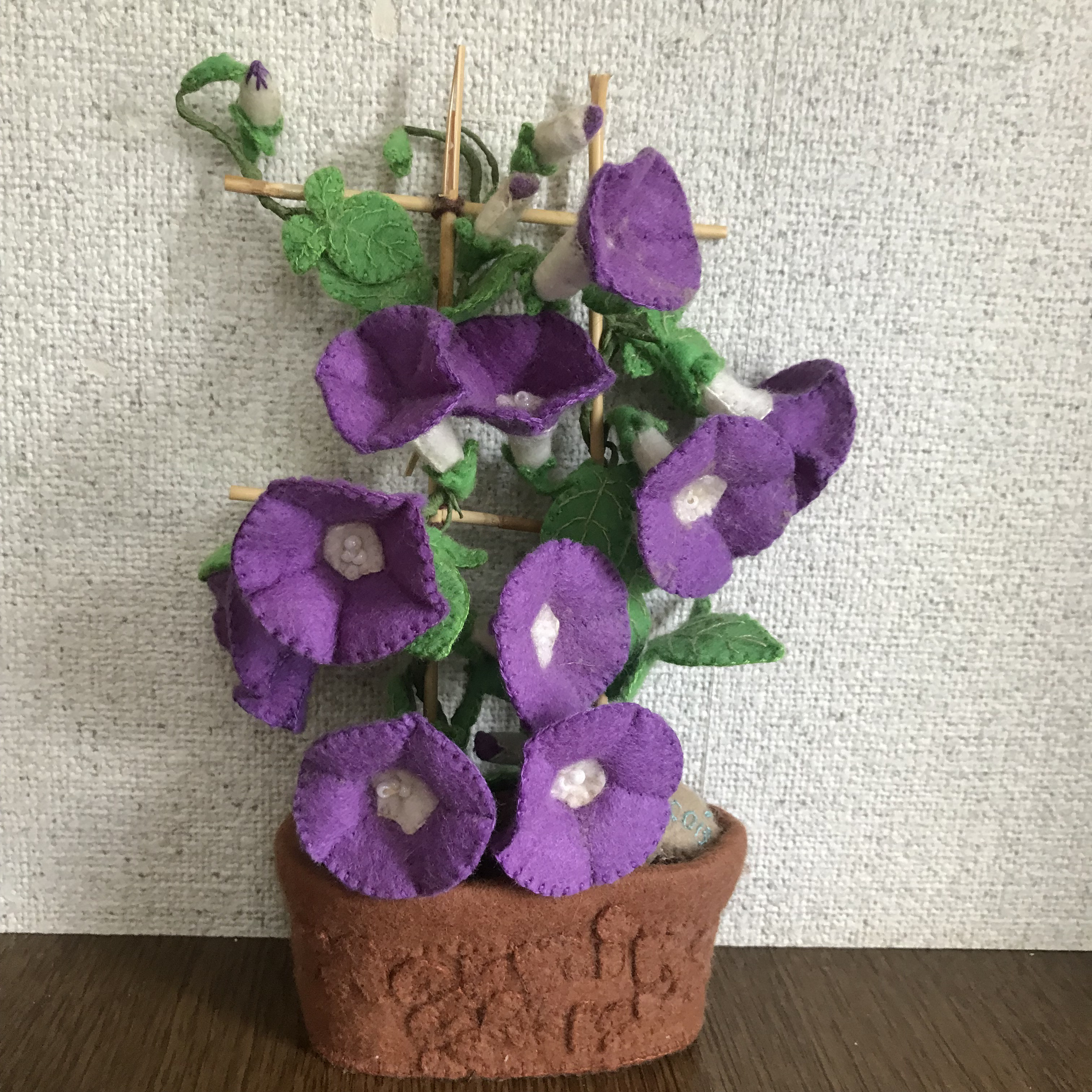 プランターの朝顔