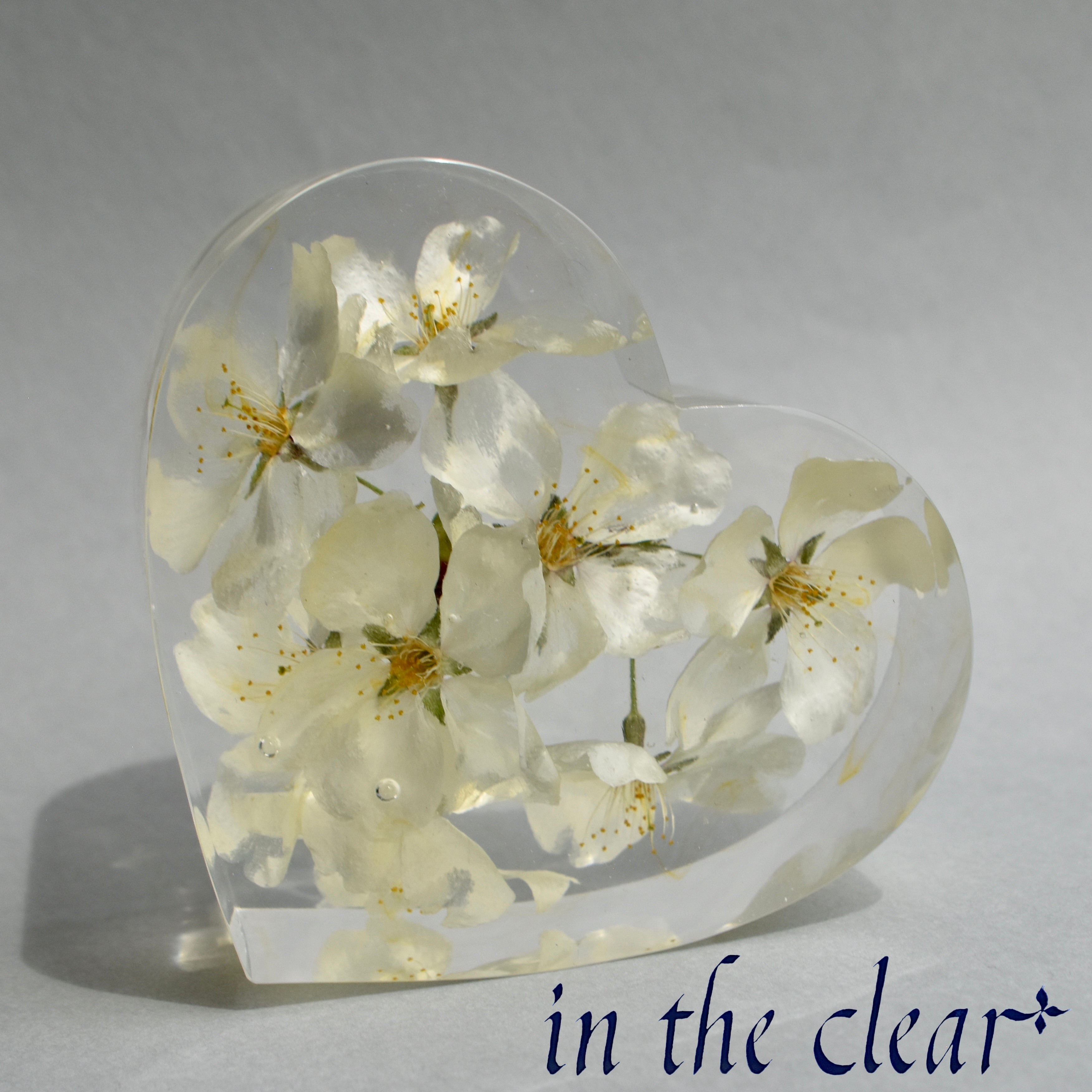 植物標本　桜　染井吉野　ハート型