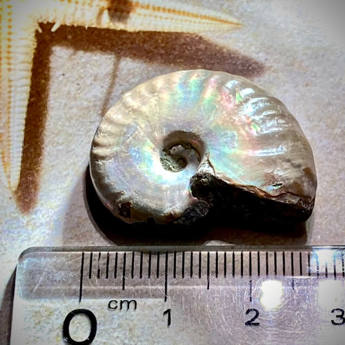 希少✨ レインボー アンモナイト 化石 原石 天然石 東洋占星術師の娘