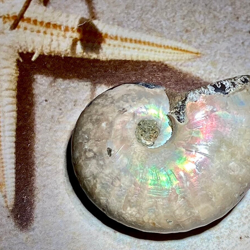 希少✨ レインボー アンモナイト 化石 原石 天然石 東洋占星術師の娘