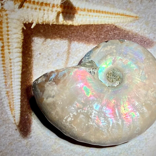 希少✨ レインボー アンモナイト 化石 原石 天然石 東洋占星術師の娘