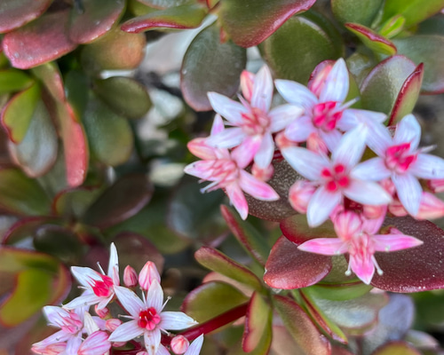 ☆縁起物⭐️多肉植物⭐️花月・金成草・お金のなる木⭐️根付き抜き苗