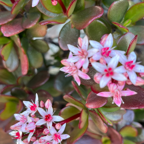 ☆縁起物⭐️多肉植物⭐️花月・金成草・お金のなる木⭐️根付き抜き苗