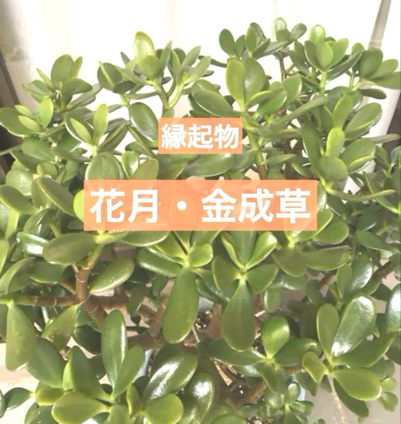 ☆縁起物⭐️多肉植物⭐️花月・金成草・お金のなる木⭐️カット苗5本