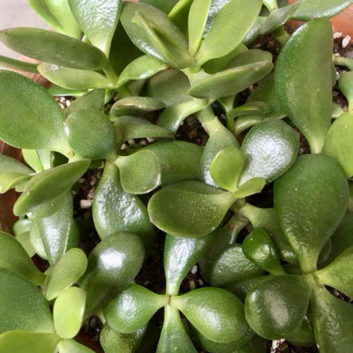 ☆縁起物⭐️多肉植物⭐️花月・金成草・お金のなる木⭐️根付き抜き苗