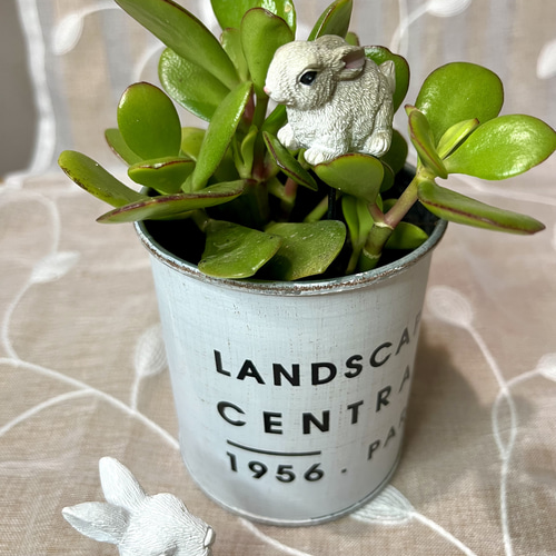 ☆縁起物⭐️多肉植物⭐️花月・金成草・お金のなる木⭐️根付き抜き苗