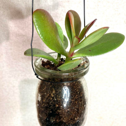 ☆縁起物⭐️多肉植物⭐️花月・金成草・お金のなる木⭐️根付き抜き苗