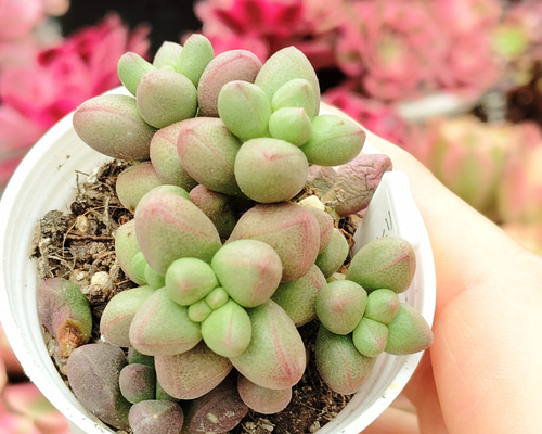 多肉植物 パープルライト ぷくぷく超可愛い 宝石ような 韓国苗
