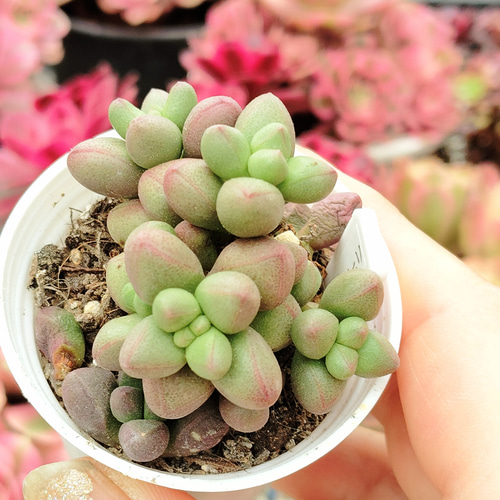多肉植物 韓国苗 ☆ララたゃ☆様 ララ – 多肉植物の通販・販売サイト tawawa