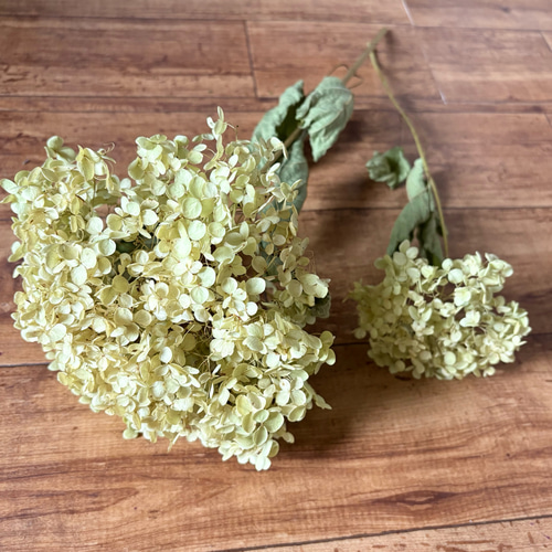 アナベル 大きめ 2L 【2】＊ 紫陽花 あじさい アジサイ ドライ