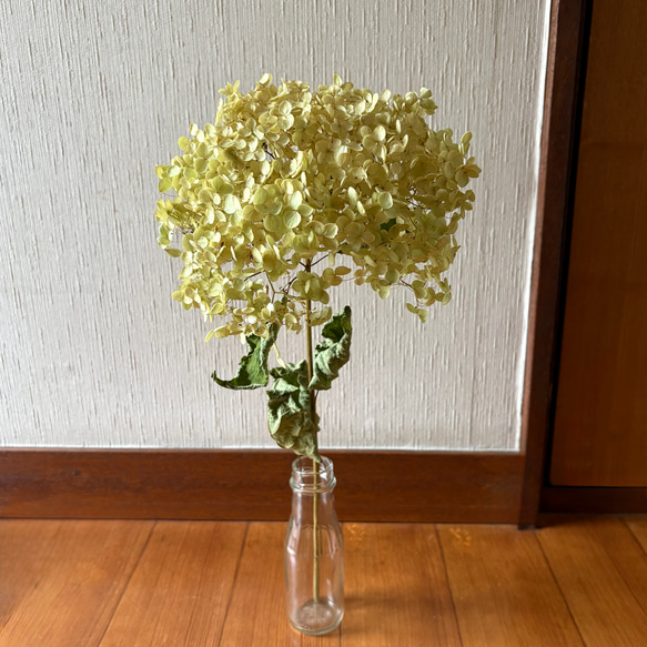 特価】アナベル 大きめ 2L 【2】＊ 紫陽花 あじさい アジサイ ドライ