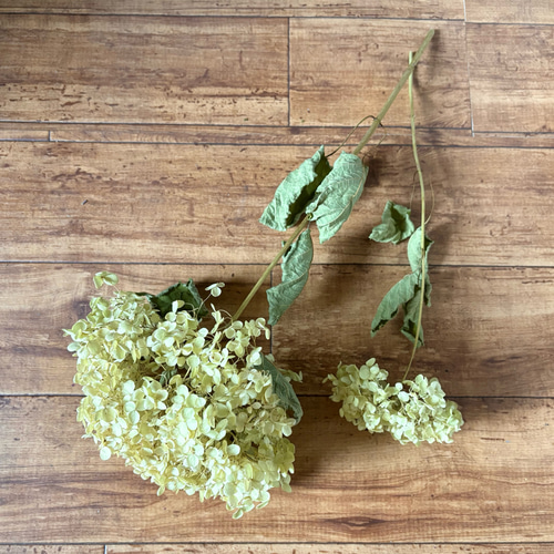 アナベル 大きめ 2L 【2】＊ 紫陽花 あじさい アジサイ ドライ