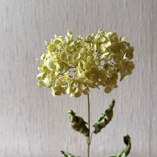 アナベル 大きめ 2L 【2】＊ 紫陽花 あじさい アジサイ ドライ