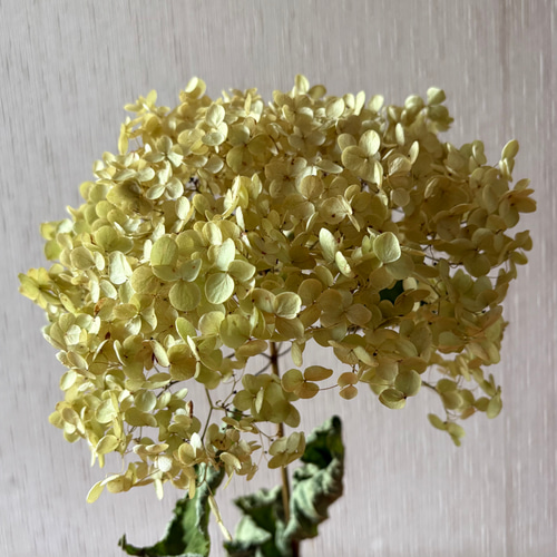 アナベル 大きめ 2L 【2】＊ 紫陽花 あじさい アジサイ ドライ