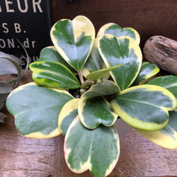 ラブラブハート♡4号♡斑入りハートホヤ♡多肉植物♡観葉植物 アート