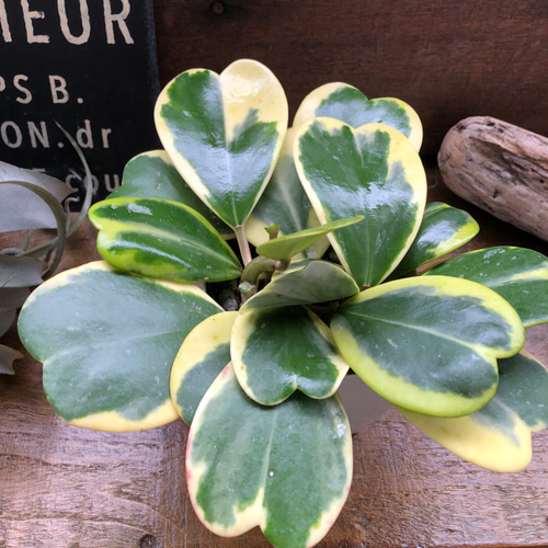 迷彩柄植物 ラブリーハート 斑入 可愛いハートの葉 迷彩柄植物 ラブリーハート 斑入 可愛いハートの葉