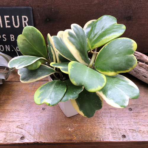 ラブラブハート♡4号♡斑入りハートホヤ♡多肉植物♡観葉植物 アート
