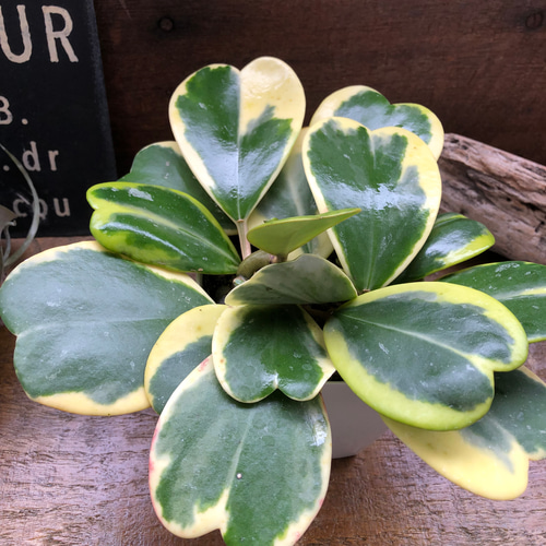 斑入り　ハートホヤ　苗　多肉植物　ホヤハート　観葉/園芸/♡ 斑入り ホヤハート 多肉植物 苗 観葉/園芸/おきなわ/山野草/グリーン