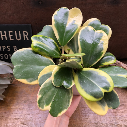 超希少°・*:.。レア品種 迷彩柄ラブリーハート 斑入り 希少!!レア ラブリーハート迷彩柄 ハスノハギリ 斑入 - メルカリ