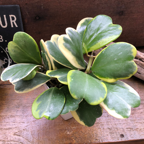 ラブラブハート♡4号♡斑入りハートホヤ♡多肉植物♡観葉植物 アート