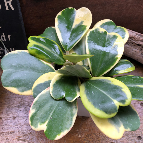 ラブラブハート♡4号♡斑入りハートホヤ♡多肉植物♡観葉植物 アート