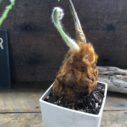 タカワラビ♡キンモウコウ♡金毛狗♡ゴールデンチャウチャウ アート